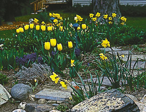 Tulips and daffodils