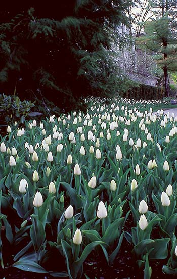 Spring pleasures begin for me much earlier when the first cut daffodils and tulips appear in the stores.