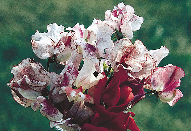 Sweet Pea Unwins Striped Mix