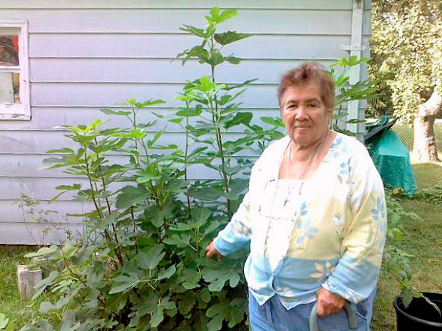 Valerie Nava proudly shows off the fig tree she propagated from a cutting and is growing in northern Oakland County, Michigan. She covers it up in the winter and it comes back year after year. According to daughter Catherine, her mom’s motto is, “I never give up.” As a result, Valerie and her green thumb can tell you about many plants and how to grow them.