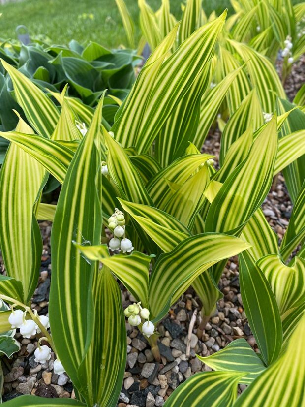 Variegated lily of the valley.