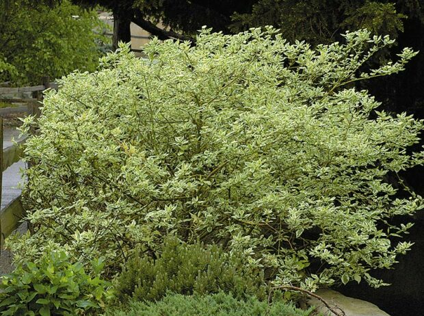 Choice shrub: Variegated redtwig dogwood (Cornus alba 'Elegantissima')