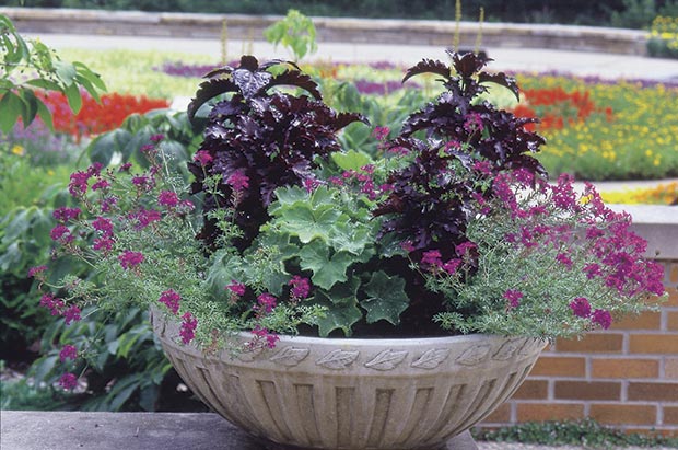 What goes down will come back up. Annuals such as verbena (above), lobelia and pansy that thrive in cool weather but disappoint during the dog days can be clipped back, watered, and left to regroup for an encore in fall. 