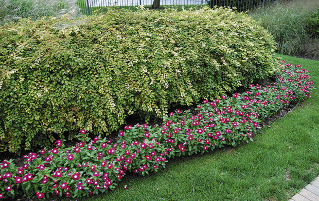 Today’s vincas have overlapping petals and extra large flowers that strongly resemble impatiens. (photo: Eric Hofley / Michigan Gardener)