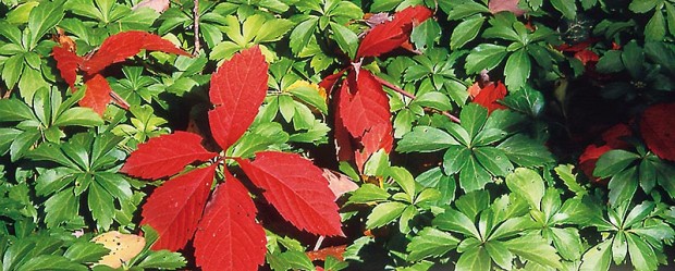 If you crush the stems or foliage of Virginia creeper, do not allow the juices to get on your skin.