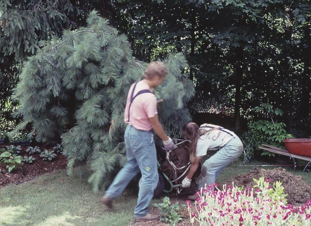 The author whispers assurances to the weeping pine as it’s wheeled to its new home. It’s just part of the job, keeping the plants informed of the whole situation.