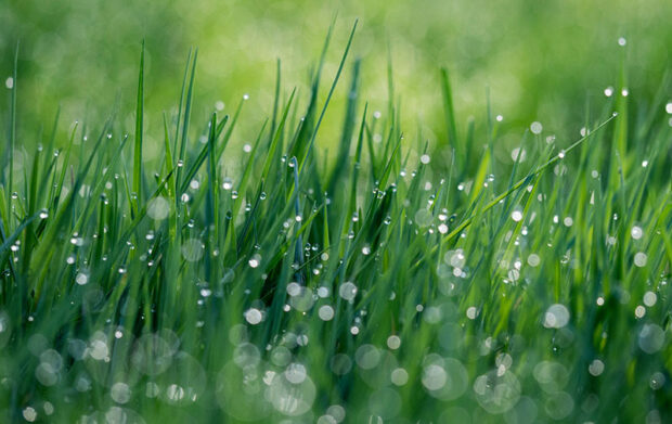 Depending on the type of grass you have, ask for an application rate of 2 to 4 pounds of nitrogen fertilizer per 1000 square feet be applied to the lawn over the growing season.
