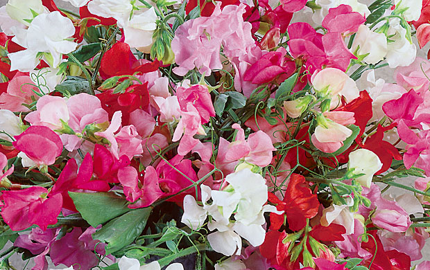 Sweet Pea Winter Elegance