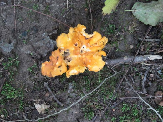 This yellow chanterelle mushroom will be used to make gravy for meatballs.