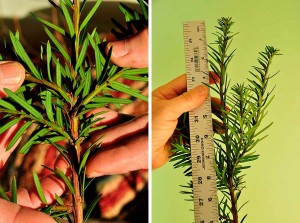 yew-twig-closeup-ruler