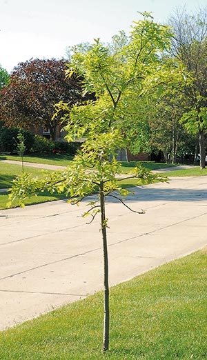 This young pin oak (Quercus palustris) has yellowing leaves. This can indicate an iron or other nutrient deficiency, a problem that affects pin oaks in alkaline soil. Nutrient deficiencies weaken the plant and make other problems more likely to occur.